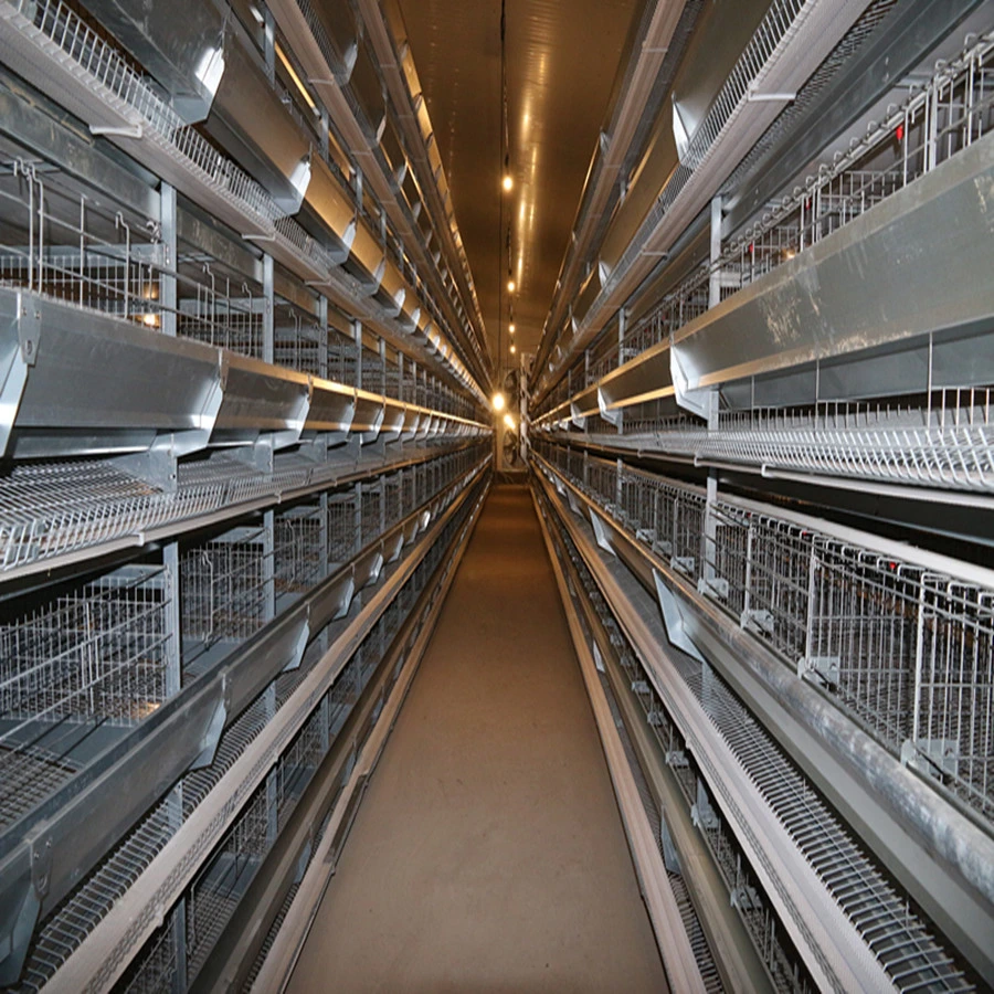 Automatic Poultry Chicken Layers Cages System