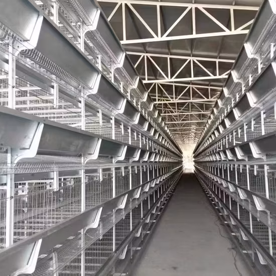 Système automatique de cages de couches de poulet et de volaille